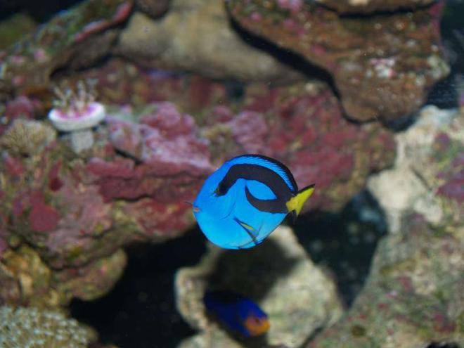 saltwater fish - paracanthurus hepatus - blue tang stocking in 72 gallons tank - Yellow Bellied Blue Tang