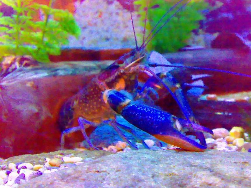 Rated #63: Corals Inverts - Parastacoidea Sp. - Crayfish Stocking In 75 Gallons Tank - my freshwater cray fish    Marlon
