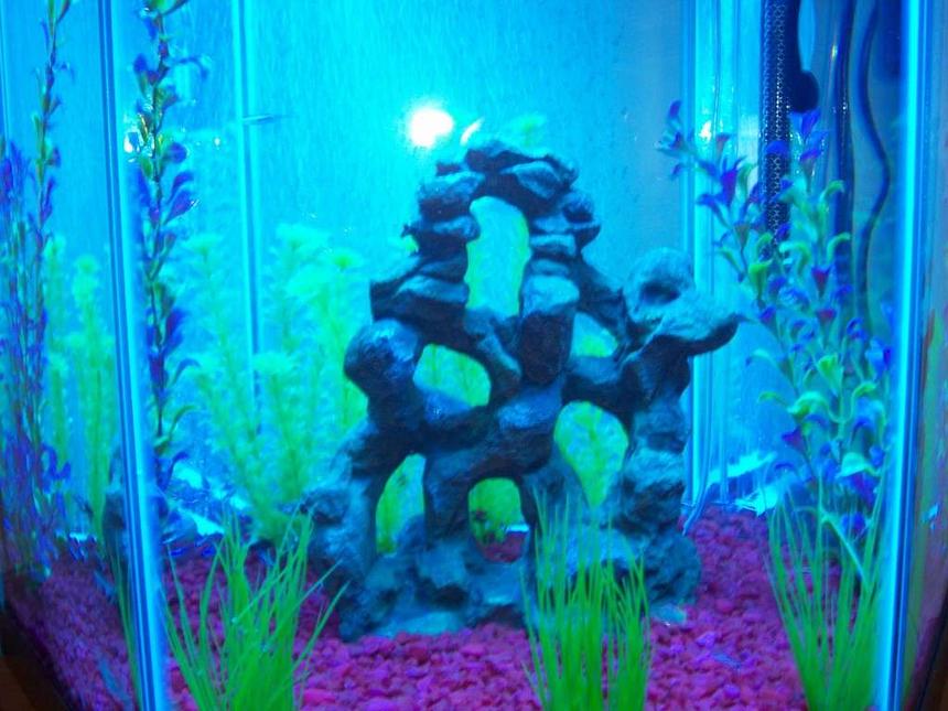 Rated #502: 35 Gallons Freshwater Fish Tank - my35 gallon tank