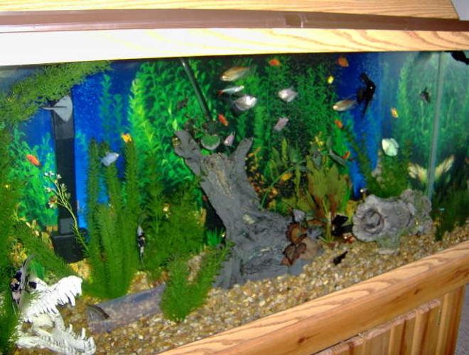 55 gallons freshwater fish tank (mostly fish and non-living decorations) - Community tank 55 gallons :)
