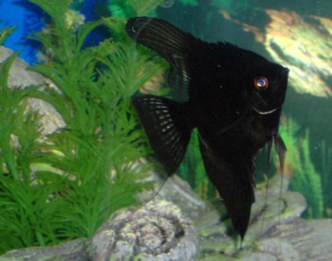 freshwater fish - pterophyllum sp. - black angel stocking in 55 gallons tank - Black angel