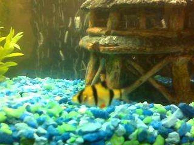 20 gallons freshwater fish tank (mostly fish and non-living decorations) - A close up of one of the Barb's