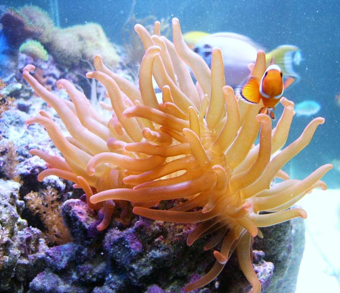 saltwater fish - amphiprion ocellaris - ocellaris clownfish stocking in 140 gallons tank - Best friends