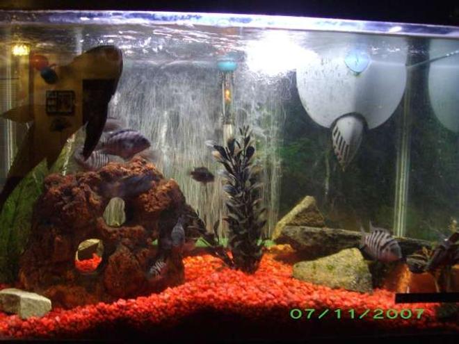 30 gallons freshwater fish tank (mostly fish and non-living decorations) - 30 gallom freash water tank for breeding cichlids.