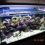 50 gallons reef tank (mostly live coral and fish) - My New Reef Tank.