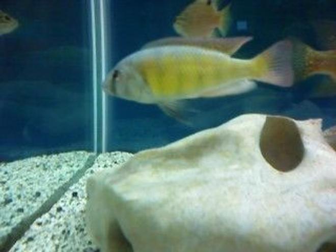 freshwater fish - haplochromis sp. 44 - red tail stocking in 120 gallons tank - this is my f1 red tail 44 and in the back is two f1 bleekri really nice fish