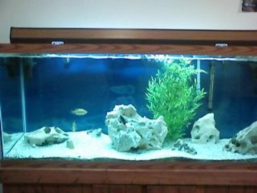 Rated #424: 120 Gallons Freshwater Fish Tank - my 120 gallon tank