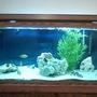 120 gallons freshwater fish tank (mostly fish and non-living decorations) - my 120 gallon tank