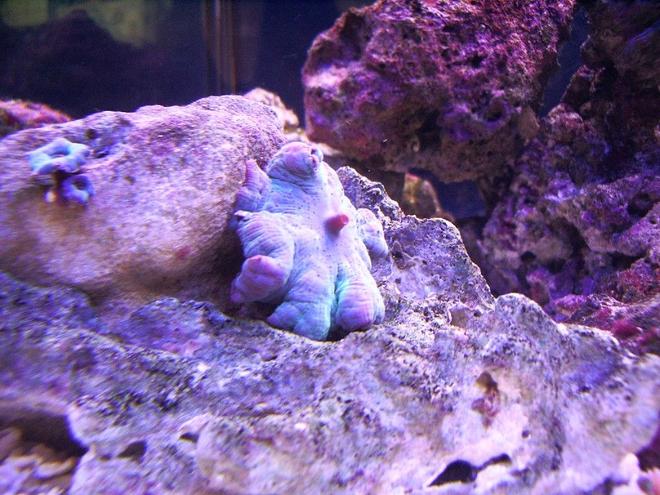 corals inverts - actinodiscus sp. - blue mushroom stocking in 50 gallons tank - Blue Mushrooms.
