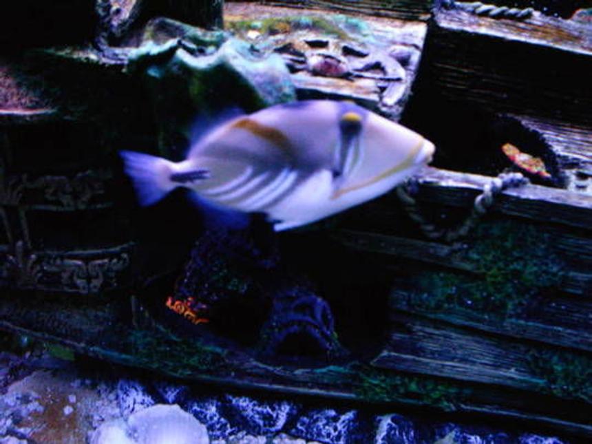 Rated #60: Saltwater Fish - Rhinecanthus Aculeatus - Humu Picasso Triggerfish - Huma huma triggerfish

My picasso triggerfish "Bubba"

I no longer have this fish. After he took a chunk out of my finger I made the hard decision to sell him. I still miss him though....one of the few fish that I still think of.