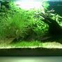 10 gallons planted tank (mostly live plants and fish) - Dimensions: 14 x 12 x 14 inch Volume: 10 g / 40 l Filtration: Internal Powerhead Filter @ 350 lph Lighting : 4WPG / 11 hrs photoperiod Substrate: JBL AquaBasis and Fine Gravel Water: 6.5 to 7.5ph and no other parameters measured Others : DIY Co2 Roommates: 2 Black Molly, 3 SAE, 2 Swordtail, 1 Platy, 2 Zebra and 11 White Cloud