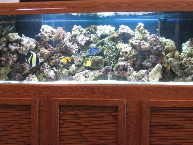 120 gallons saltwater fish tank (mostly fish, little/no live coral) - My 120 gal Fish Tank