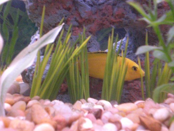 freshwater fish - labidochromis caeruleus - electric yellow cichlid stocking in 55 gallons tank - My shy yellow lab cichlid