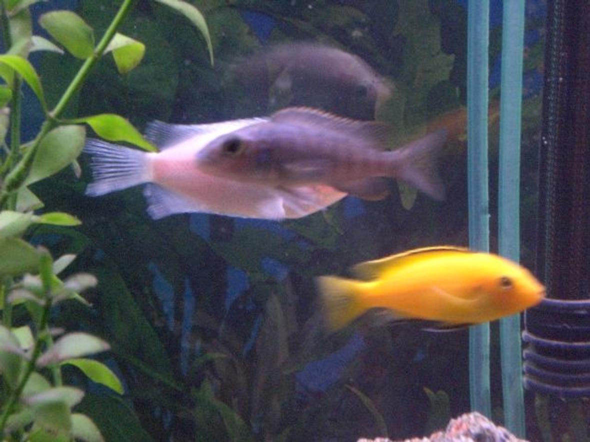 freshwater fish - labidochromis caeruleus - electric yellow cichlid stocking in 55 gallons tank - my cichlids with a pink kisser. my kisser had a fin rot problem in this pick but hes fine now though!!!!
