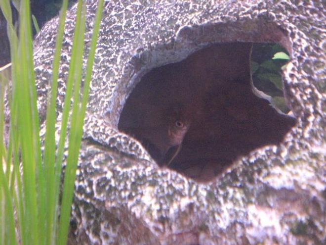 freshwater fish - pterophyllum sp. stocking in 55 gallons tank - my funny yellow angel again being shy