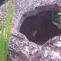 freshwater fish - pterophyllum sp. stocking in 55 gallons tank - my funny yellow angel again being shy
