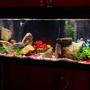 55 gallons freshwater fish tank (mostly fish and non-living decorations) - 55 GALLON.