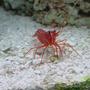 corals inverts - lysmata wurdemanni - peppermint shrimp stocking in 75 gallons tank - curious