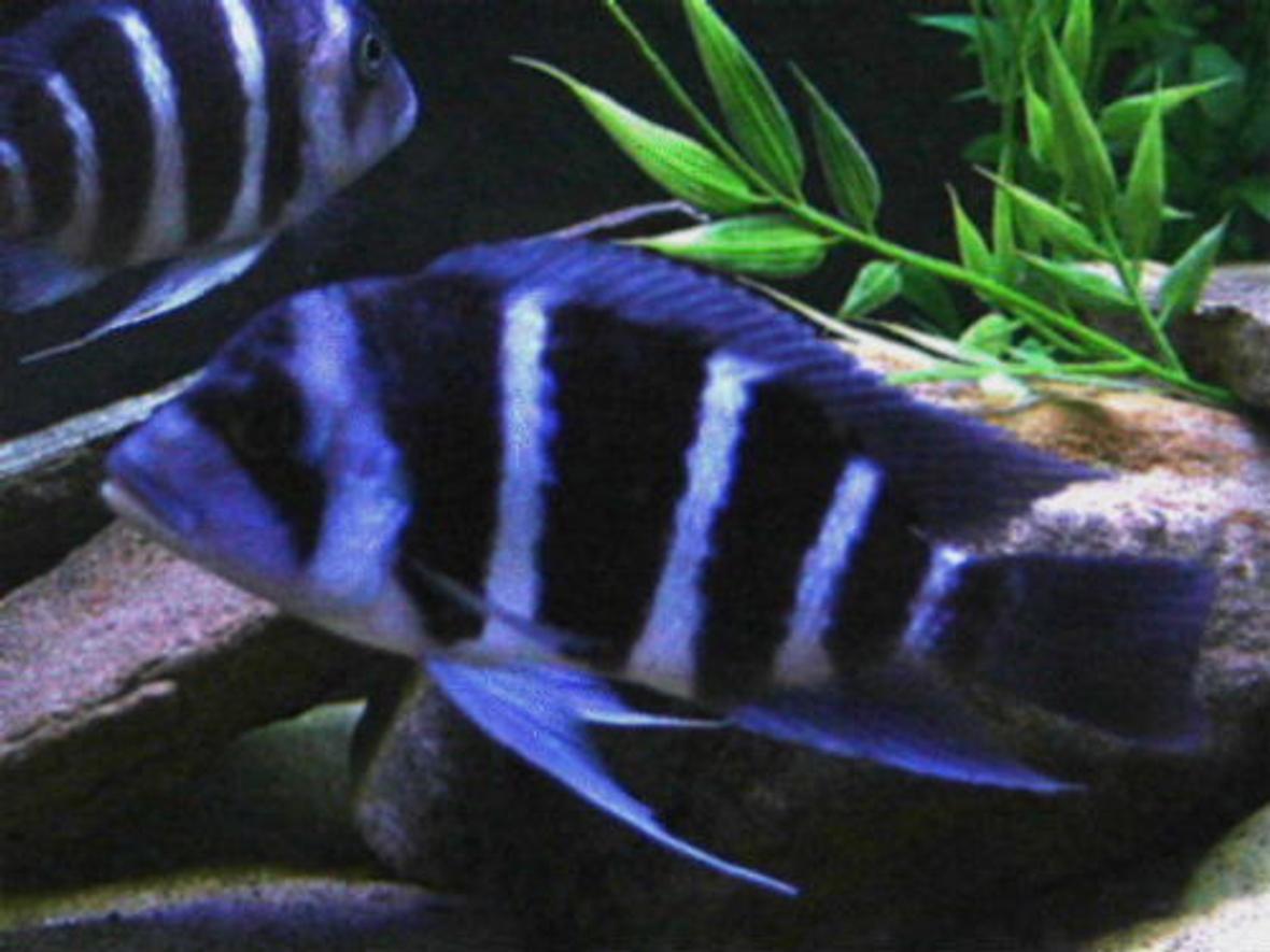 freshwater fish - pseudotropheus demasoni - demasoni cichlid stocking in 75 gallons tank - Electric blue cichlid