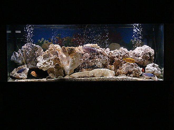 75 gallons freshwater fish tank (mostly fish and non-living decorations) - revamped