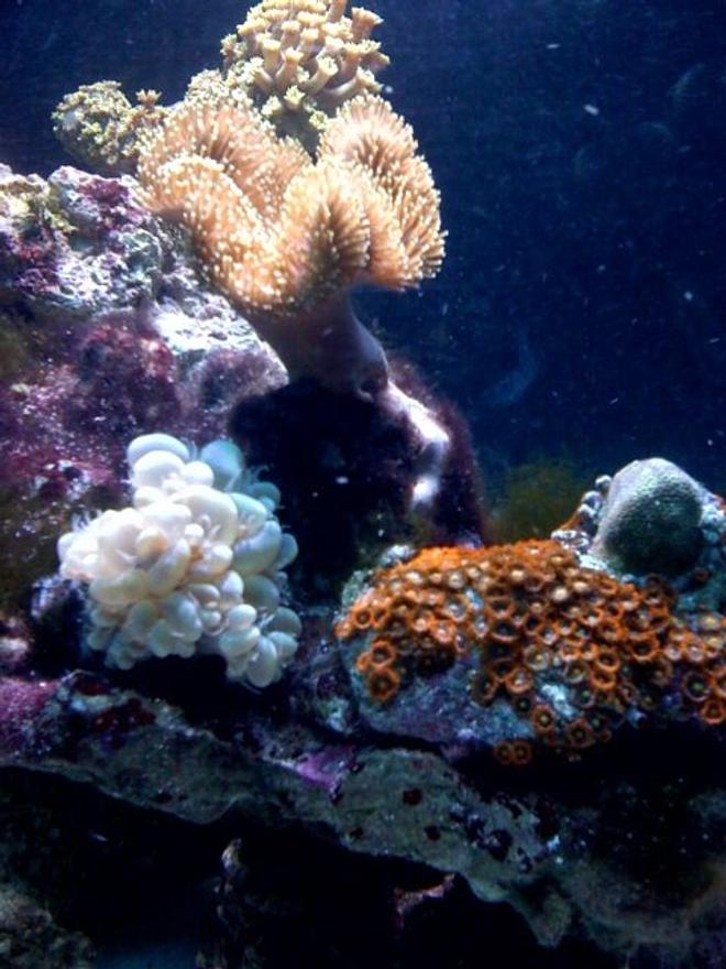 corals inverts - zoanthus sp. - flame polyps stocking in 125 gallons tank - 180g