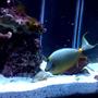 saltwater fish - naso lituratus - naso tang stocking in 125 gallons tank - naso tang w/ streamers 12"