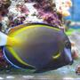 saltwater fish - acanthurus japonicus - powder brown tang stocking in 100 gallons tank - Acanthurus Japonicus