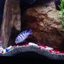 freshwater fish - metriaclima lombardoi - kenyi cichlid stocking in 55 gallons tank - FEMALE KENYI
