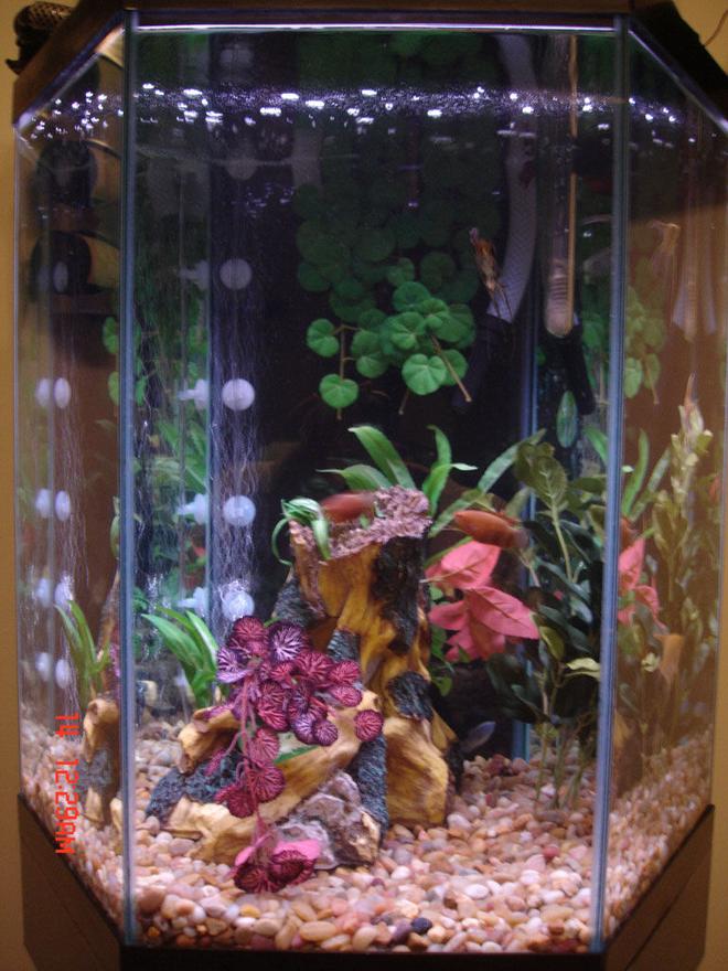 48 gallons freshwater fish tank (mostly fish and non-living decorations) - just a pic of my 48gal hex