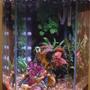 48 gallons freshwater fish tank (mostly fish and non-living decorations) - just a pic of my 48gal hex