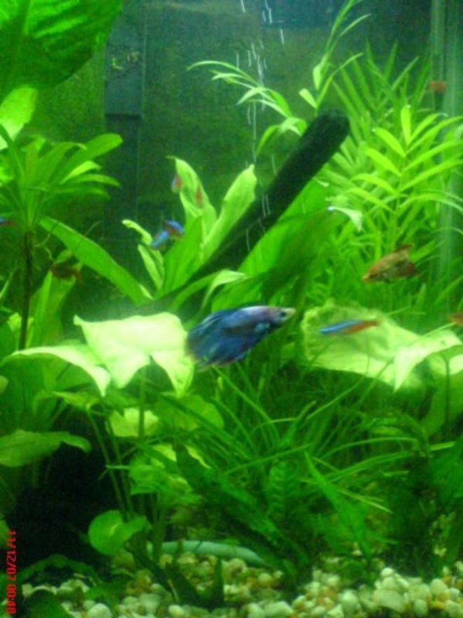 freshwater fish - betta splendens - crown tail betta stocking in 20 gallons tank - My Blue Betta
A piece of bread, very gentle
