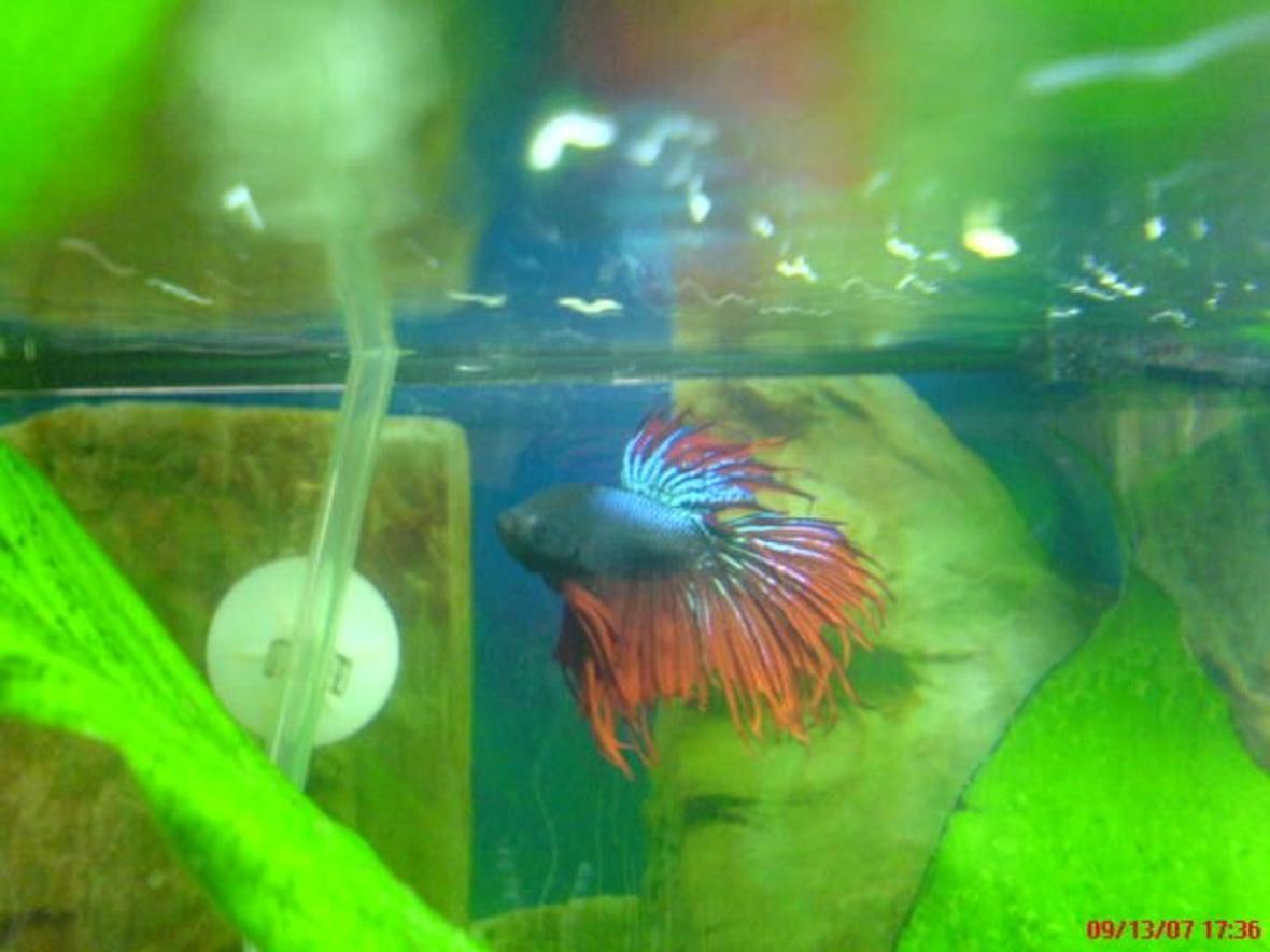 freshwater fish - betta splendens - crown tail betta stocking in 20 gallons tank - My Red CrownTail Betta Very Aggresive My Favorite