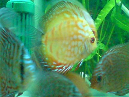 freshwater fish - symphysodon spp. - snakeskin discus stocking in 100 gallons tank - discus