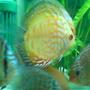 freshwater fish - symphysodon spp. - snakeskin discus stocking in 100 gallons tank - discus