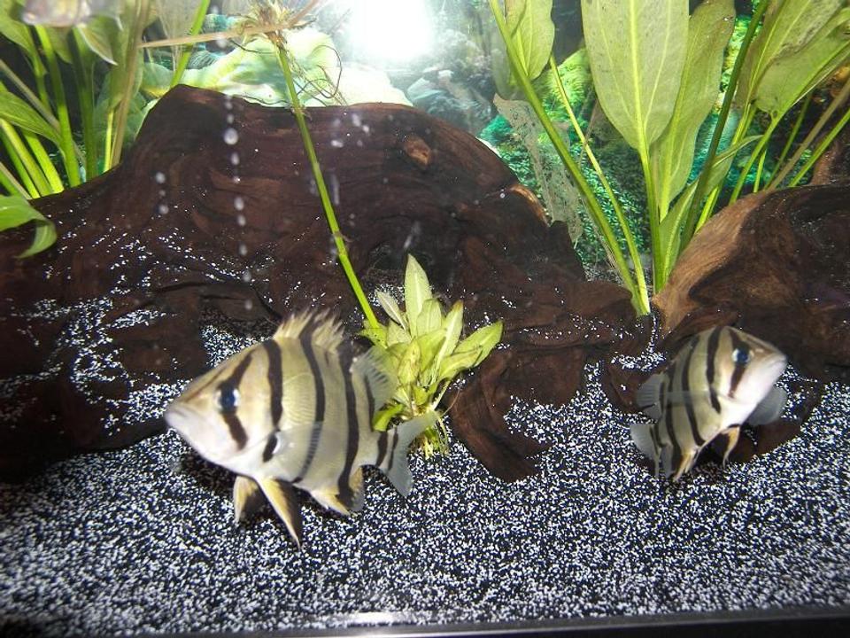 freshwater fish - datnioides undecimradiatus - thin bar datnoid stocking in 120 gallons tank - Thinbar Datnoids. Pretty Rare Fish.

Dont be jealous of my score..

The picture and fish are the best in the world. FUCK OFF