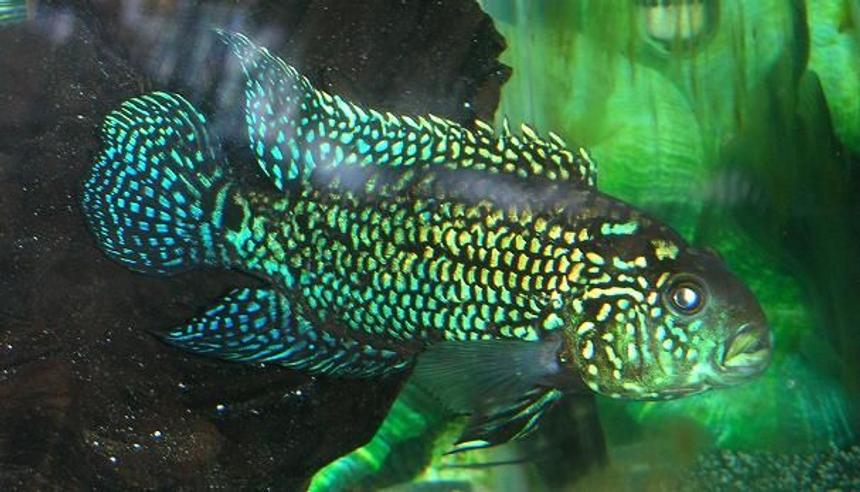 Rated #485: Freshwater Fish - Nandopsis Octofasciatum - Electric Blue Jack Dempsey Stocking In 120 Gallons Tank - Electric Blue Jack Dempsey. 5 inch.