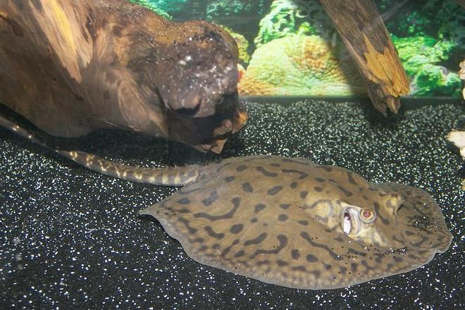 saltwater fish - urobatis halleri - round stingray stocking in 120 gallons tank - Peru Stingray Sold as a Yepezi. I love him.

If you look close enough at his pattern you may see happy and sad faces in the spots.

WHoever the dumbass is that put this stingray in the saltwater category, u suck.. THIS IS FRESHWATER FROM PERU.

FRESHWATER FISH THIS IS FROM SOUTH AMERICA