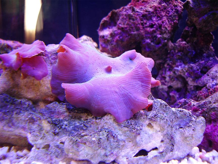 Rated #31: Corals Inverts - Actinodiscus Sp. - Blue Striped Mushroom Stocking In 50 Gallons Tank - Blue Mushroom Fully Opened.