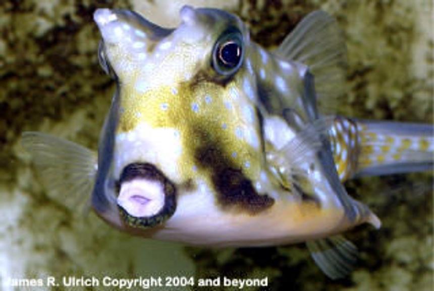 Rated #19: Saltwater Fish - Lactoria Cornuta - Cowfish Longhorn Stocking In 150 Gallons Tank - This is a type of fish that I want to put in my tank