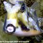 saltwater fish - lactoria cornuta - cowfish longhorn stocking in 150 gallons tank - This is a type of fish that I want to put in my tank