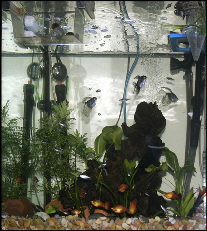 33 gallons planted tank (mostly live plants and fish) - my tank as of 11-16-07