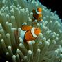 saltwater fish - amphiprion ocellaris - ocellaris clownfish stocking in 50 gallons tank - clown fish
