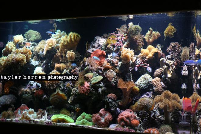 75 gallons reef tank (mostly live coral and fish) - I LOVE MY TANK