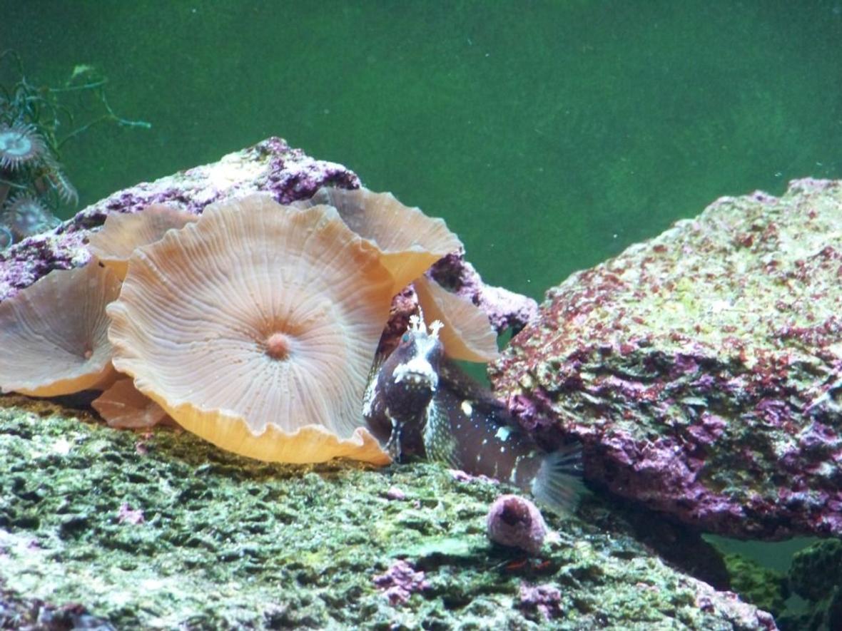 saltwater fish - salarias ramosus - starry blenny stocking in 125 gallons tank - This is my starry blenny, i have had him for over 2 years now, he is the first saltwater fish i purchased.