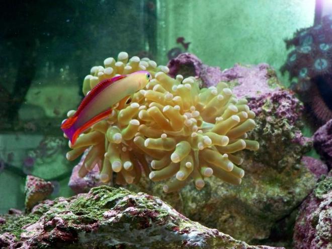 saltwater fish - nemateleotris decora - firefish, purple stocking in 125 gallons tank - This is my purple FireFish, hanging out in front of my new Frogspawn.