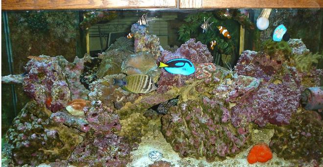 120 gallons reef tank (mostly live coral and fish)