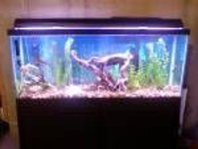 55 gallons freshwater fish tank (mostly fish and non-living decorations) - its my 1st tank