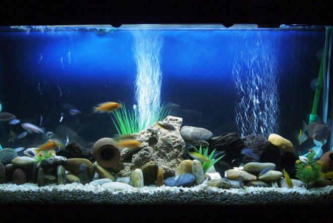 60 gallons freshwater fish tank (mostly fish and non-living decorations) - Cichlids