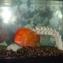 55 gallons freshwater fish tank (mostly fish and non-living decorations) - Oits Red Devil Cichlid
