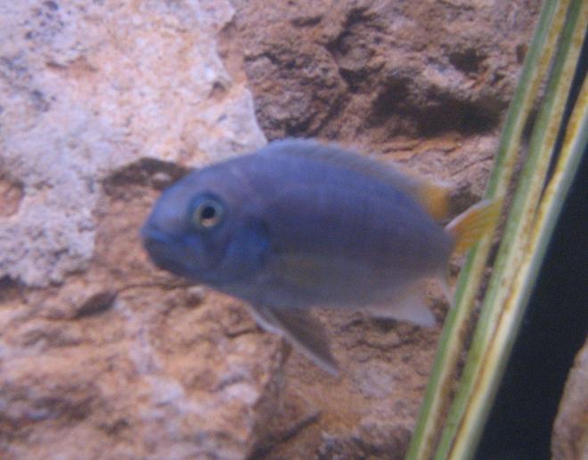 freshwater fish - pseudotropheus acei - acei cichlid stocking in 55 gallons tank - Blue Acai (morph?) lumpy chin and a defect(crooked mouth) .........very cool